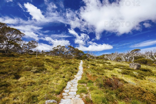 Landscape views along the Porcupine Walking Track on a summer's day in Kosciuszko National Park, Snowy Mountains, New South Wales, Australia, Oceania