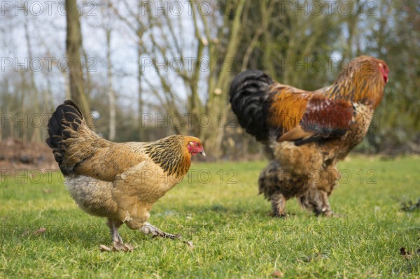 Brahma chickens outdoor in the grass pastures