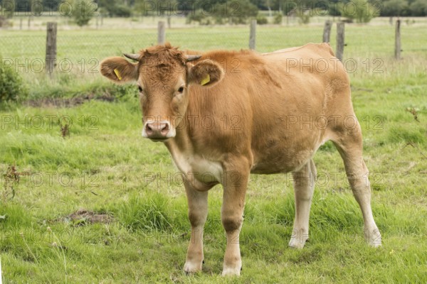 Glanvieh cattle on the pasture