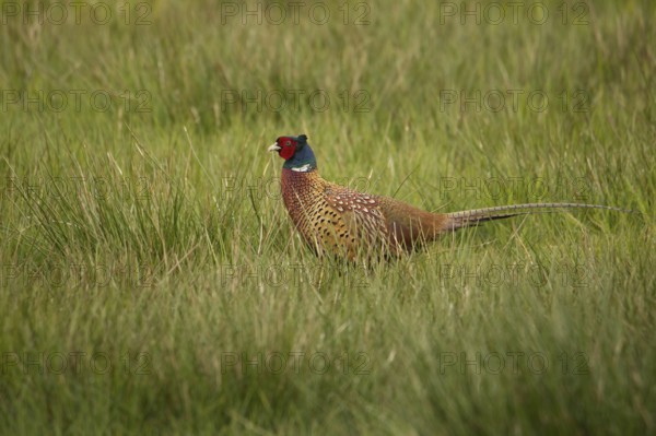 Pheasant (Phasianus colchicus)