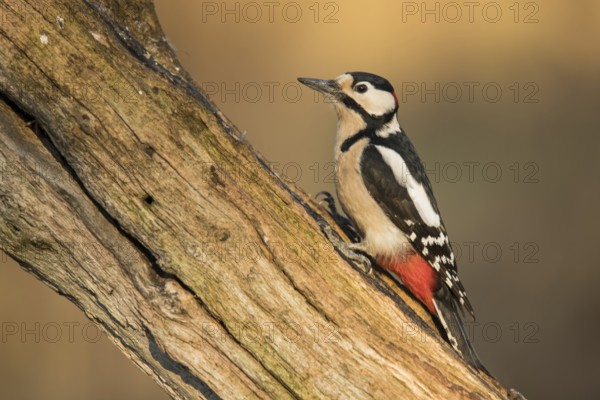 Brambling woodpecker (Dendrocopos major)