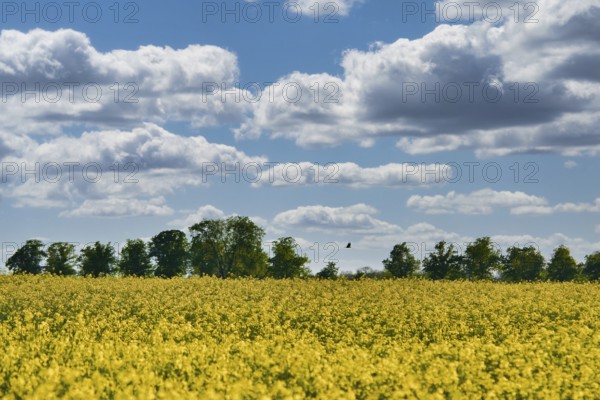 Rape with yellow flowers on the canola field. Cloudy sky. Product for edible oil and bio fuel. Nature from agriculture