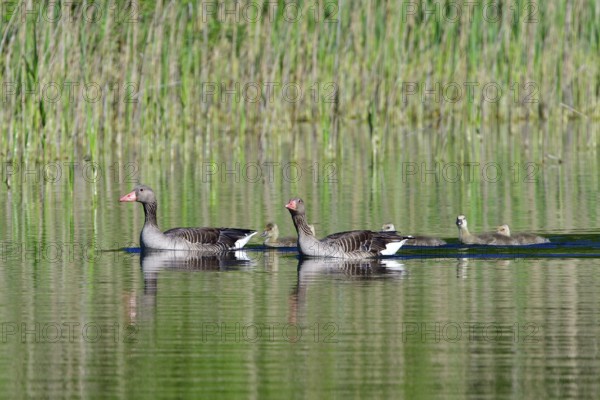 Greylag goose family in spring, Greylag goose in the morning sun in a lake