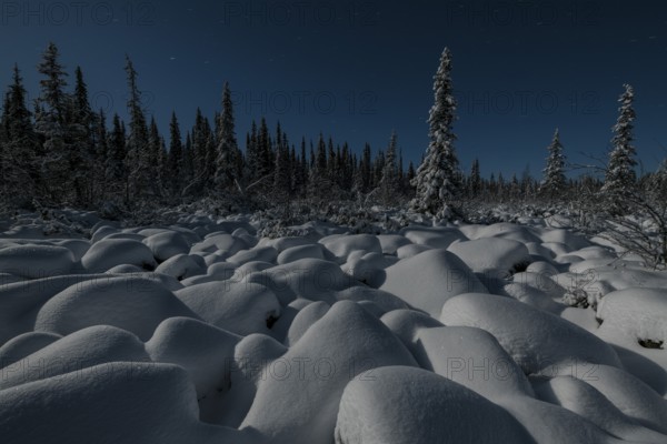Winter landscape by moonlight, Muddus National Park, Laponia World Heritage Site, Norrbotten, Lapland, Sweden, November 2017, Europe