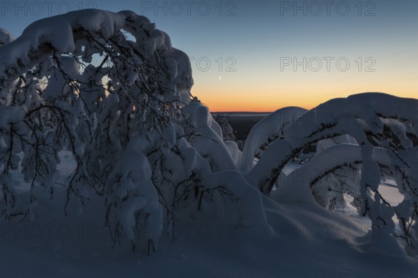 Snow-covered birch trees at dusk, Norrbotten, Lapland, Sweden, December 2016, Europe
