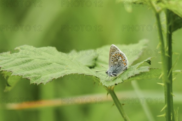 Blue-winged Blue (Polyommatus icarus)