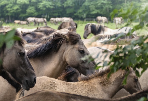 The Dülmen horses live wild near Dülmen, in the Merfelder Bruch nature reserve in North Rhine-Westphalia. The eel line on their backs is a typical feature of these wild horses. Wild live the Dülmen horses near Dülmen, in the nature reserve Merfelder Bruch, North Rhine-Westphalia. A characteristic feature of the wilds is the eel on the back