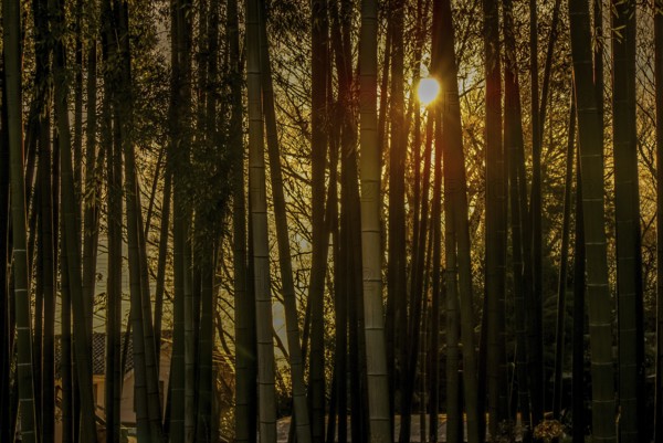 Bamboo forest of the image that was illuminated by the setting sun. Shooting Location: Tokyo metropolitan area