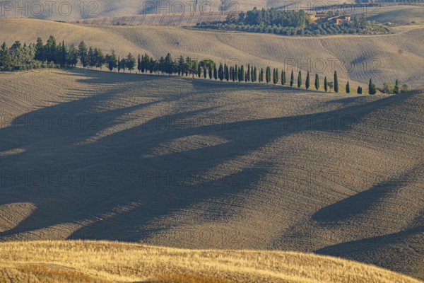 Hilly landscape with a row of cypress trees and long shadows in the fields, Val d'Orcia, Province of Siena, Tuscany, Italy, Europe