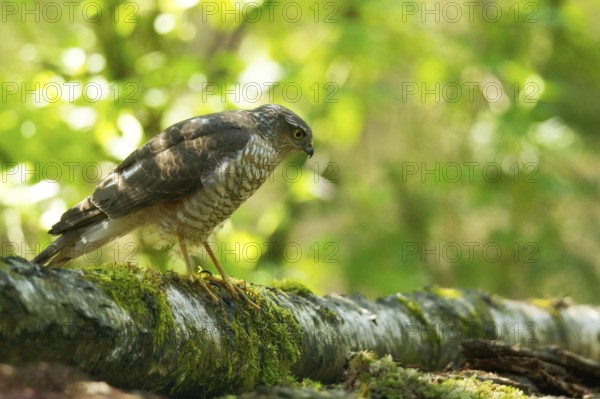 Sparrowhawk on your perch