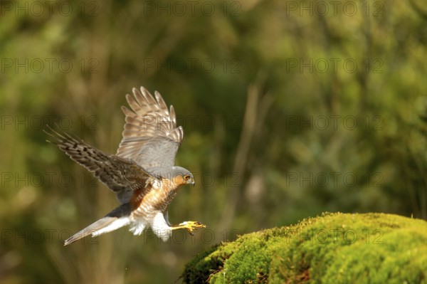 Sparrowhawk (Accipiter nisus)