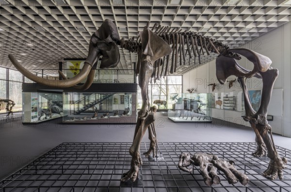 Bottrop, Josef Albers Museum Quadrat, built 1974-1982 by Bernhard Küppers, ice age hall, skeleton of a mammoth