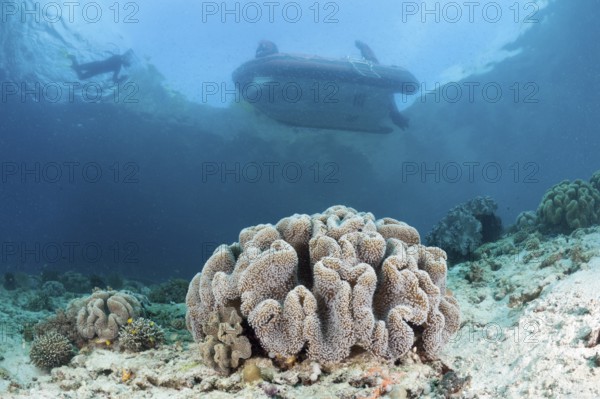 Shallow coral reef, Raja Ampat, West Papua, Indonesia, Asia