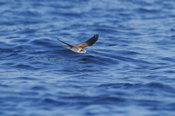 Animals, Birds, Tern, Bridled Tern, (Onychoprion anaethetus Syn: Sterna anaethetus), family of terns, migratory bird, foraging over the sea, flight photo Salalah, Off Mirbat, Dhofar, Oman, Asia