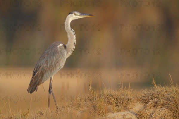 Great Egret, Heron, foraging, (Ardea cinerea) Salalah, East Khawr / Khawr Ad Dahariz, Dhofar, Oman, Asia