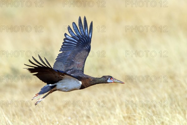 Abdim's stork, rain stork, Abdim, (Ciconia abdimii), African stork species, family of storks, Raysut Water Treatment Plant, Salalah, Dhofar, Oman, Asia
