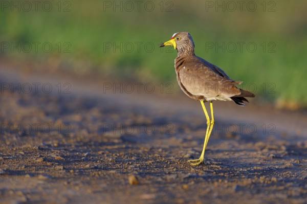 Senegal Lapwing, (Vanellus senegallus), Africa, South Africa, KwaZulu-Natal, Triele family, iSimangaliso Wetland Park, St Lucia, Africa