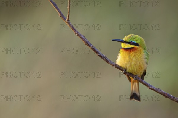 Pygmy Bee-eater, (Merops pusillus), on perch, Africa, South Africa, KwaZulu-Natal, Bee-eater family, (Merops apiaster), Ithala Game Reserve, Louwsburg, Africa