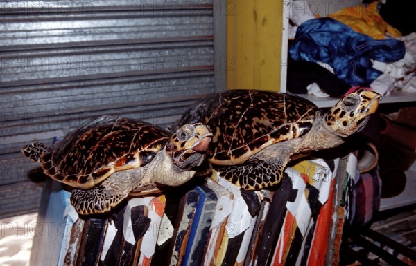 Sea turtles as souvenirs, Eretmochelys imbricata, Punta Cana, Caribbean, Dominican Republic, Central America