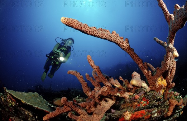Diver and tube sponge, Aplysinia lacunosa, Catalina, Caribbean Sea, Dominican Republic, Central America