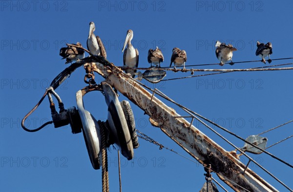 Pelican, Pelicans on fishing boat, Pelecanus occidentalis, Costa Rica, South America, Pacific Ocean, Central America