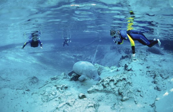 Round-tailed manatee and snorkeller, Trichechus manatus latirostris, USA, Florida, FL, Crystal River, North America