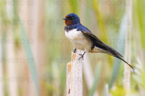 Barn Swallow, (Hirundo rustica), animals, birds, swallows, perch, Race area - Ponds, Race, Race-Fram, Slovenia, Europe