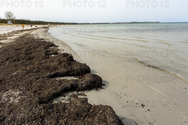 Sandy beach beach at the Baltic Sea, rising water after low tide, Baltic seaside resort Boltenhagen, Mecklenburg-Western Pomerania, Germany, Europe