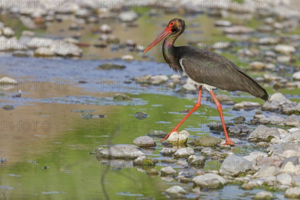 Black stork, (Ciconia nigra), animals, birds, storks, biotope, habitat, foraging, Lesbos, Lesbos Island, Greece, Europe