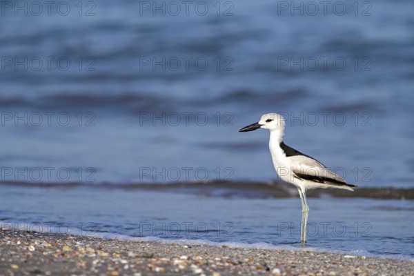 Heroncatcher, (Dromas ardeola), animals, birds, biotope, habitat, foraging, waters, As Sawadi, Al Batinah South Governorate, Oman, Asia