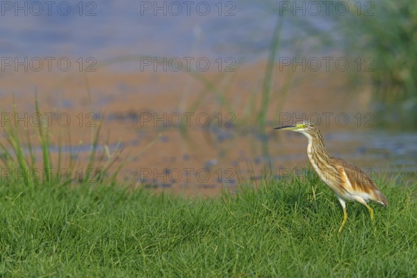 Squacco heron, heron, animals, birds, biotope, foraging, (Ardeola ralloides), Lesbos, Salalah, Dhofar, Greece, Europe