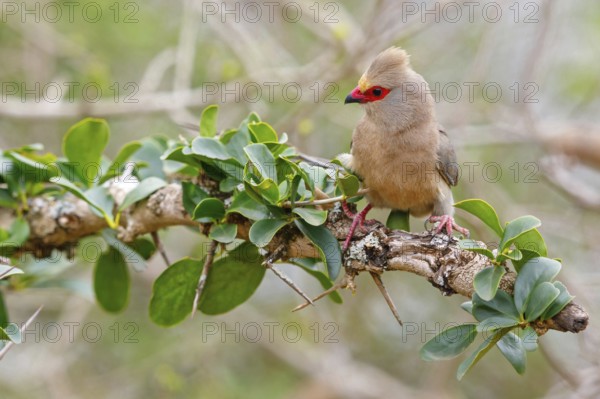 Red-tailed Mousebird, (Urocolius indicus), on perch, Africa, South Africa, KwaZulu-Natal, Mkuze Game Reserve, Mkuze, KwaZulu-Natal, Africa