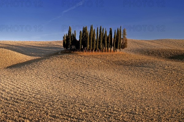 Landscape, cypresses, group of trees near Montalcino, blue sky, Tuscany, Italy, Toskana, Italy, Europe