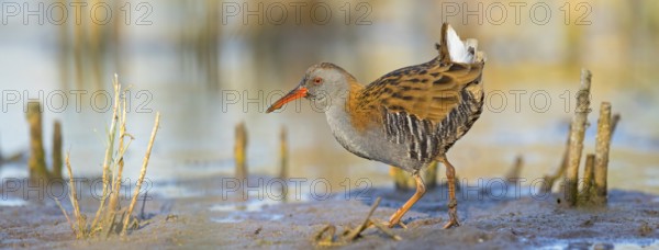 Water rail, (Rallus aquaticus), biotope, habitat, animal, animals, birds, rail family, Der Spieß nature reserve, Worms district, Rhineland-Palatinate, Germany, Europe