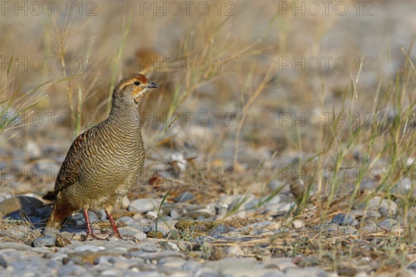 Quail francolin, (Francolinus pondicerianus), chicken bird species, francolin family, animals, birds, chicken birds, Quarayyat, Muscat, Muscat, Oman, Asia