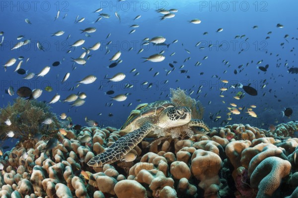 Green turtle, Chelonia mydas, Raja Ampat, West Papua, Indonesia, Asia