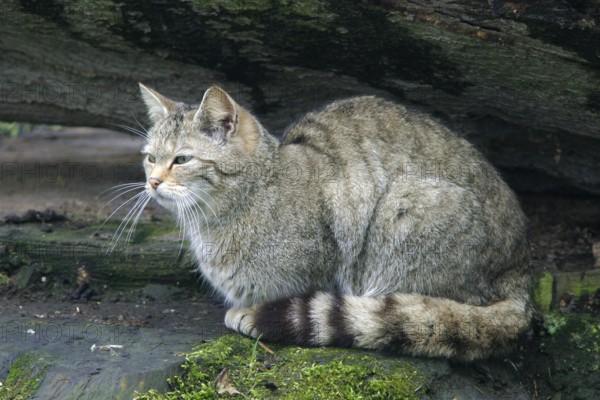European wildcat (Felis sylvestris), Weilburg Zoo Federal Republic of Germany
