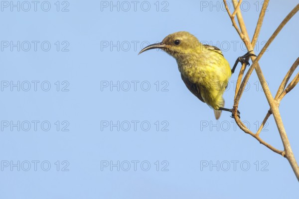 Green-breasted Sunbird, Green-throated Sunbird, Hedydipna platura, Anthodiaeta platura, (Anthreptes platurus), Pygmy Sunbird, Suimanga pigmeo, Tendaba camp / Kwinella area, Kwinella, South Bank, Gambia, Africa