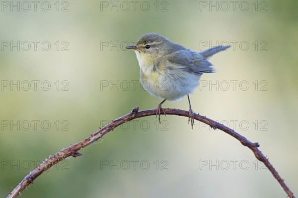 Willow Warbler, Willow Warbler, Phylloscopus trochilus, Pouillot fitis, Mosquitero Musical, Erpolzheim, Erpolzheim, Rhineland-Palatinate, Germany, Europe