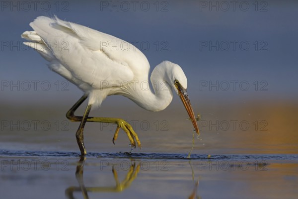 Western Reef Heron, Western Reef-Heron, Western Reef-Egret, (Egretta gularis), Garceta Dimorfa, Raysut, Salalah, Dhofar, Oman, Asia