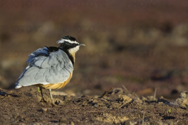 Crocodile-bird, (Pluvianus aegytpticus), Crocodile-bird, Egyptian Plover, Pluvian fluviatile, Pluvial, Njau area, Njau, North Bank, Gambia, Africa