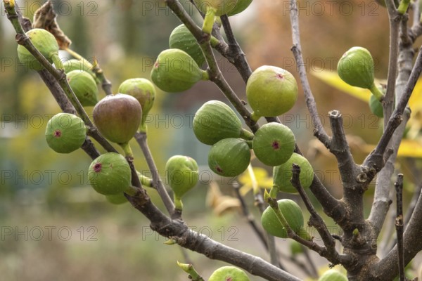 True fig (Ficus carica 'Brown Turkey'), Cambridge Botanical Garden, Czech Republic, Europe