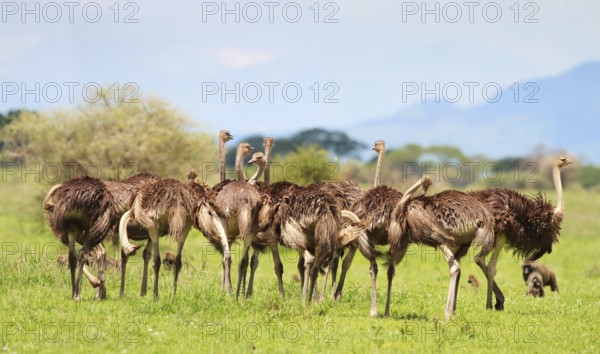 A group of Ostrich, Africa, Tanzania, (Struthio camelus), Animal, Animals, Bird, Birds, Tanzania, Africa