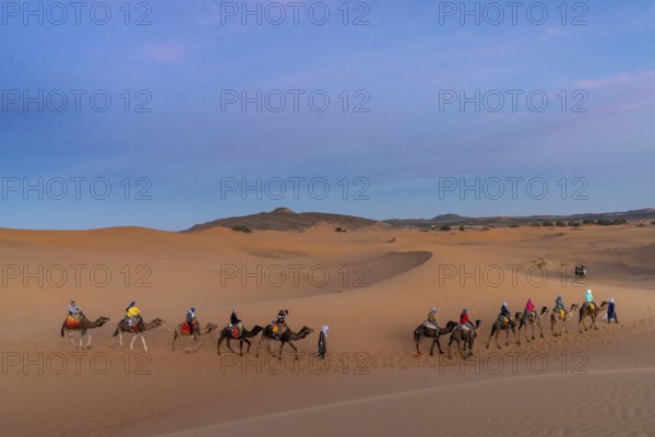 Merzouga, Morocco, 9 March, 2024: Berber guide leading a tourist group on a dromedary trek into the Sahara Desert in Morocco, Africa