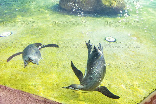 Humboldt Penguins, Dresden, Saxony, Germany, Europe