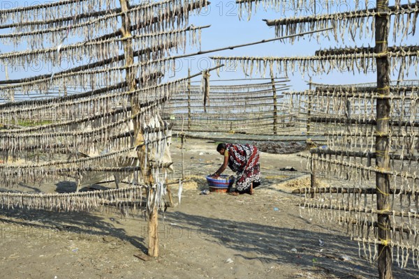 Woman drying fish on beach, Pardi, Valsad, Gujarat, India, Asia