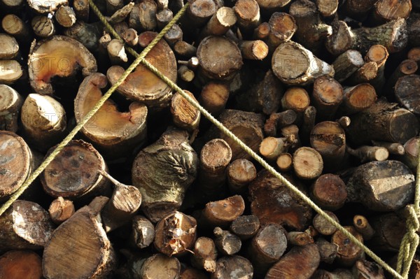 Truck loaded with firewood, munnar, kerala, India, Asia