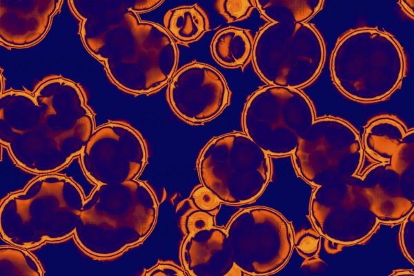 Shape of bacterial cell: cocci, bacilli, spirilla bacteria background