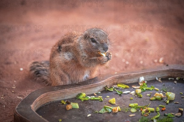 A ground squirrel (Xerinae) enjoying vegetables on a tray in a sandy environment, Erfurt, Thuringia, Germany, Europe