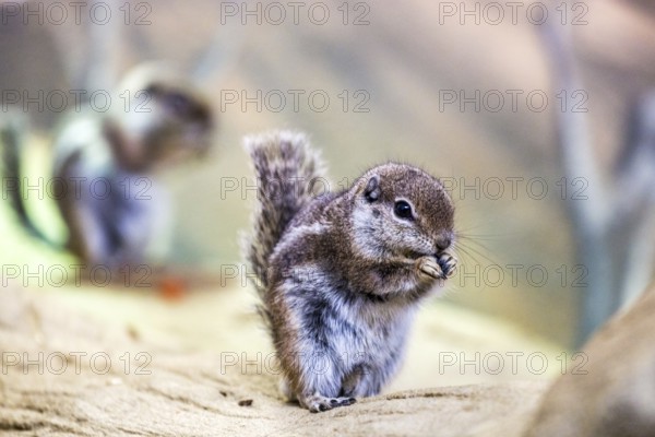 Antelope weasel
